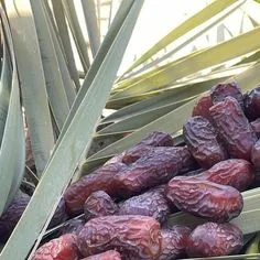 تصویر 3 از خرید و قیمت خرما پیارم اصل + فروش عمده